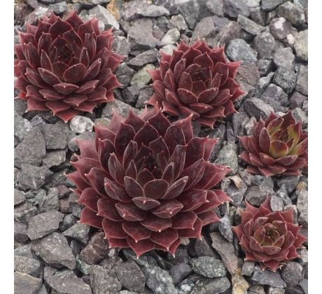 Sempervivum PACIFIC DAEMON