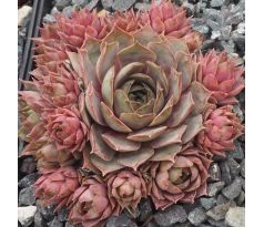 Sempervivum ROSE SENNE