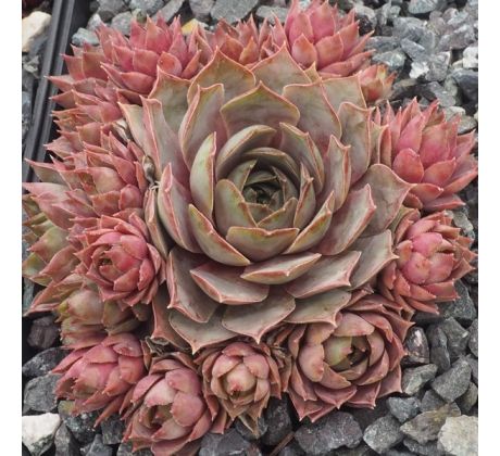 Sempervivum ROSE SENNE