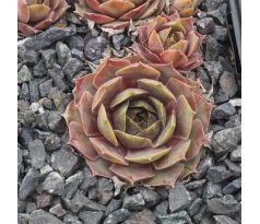 Sempervivum LAMIA