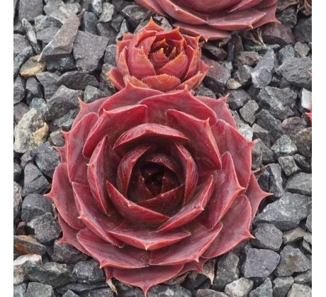 Sempervivum ALESIA