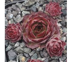 Sempervivum ENKOK