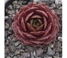 Sempervivum EXQUISITE