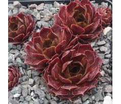 Sempervivum APPELGROEN