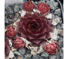 Sempervivum MAITE