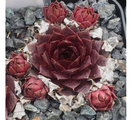 Sempervivum MAITE