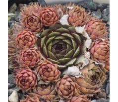 Sempervivum PLEIADE