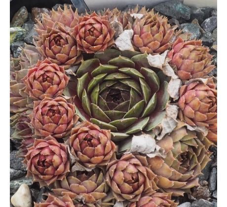 Sempervivum PLEIADE