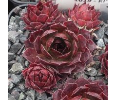 Sempervivum KISTY