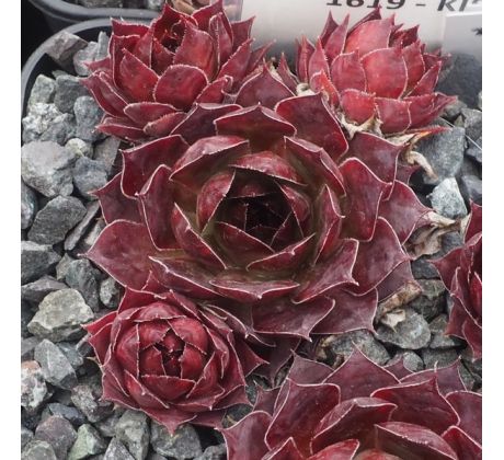 Sempervivum KISTY