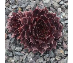 Sempervivum LORD MORTON