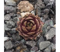 Sempervivum KIM