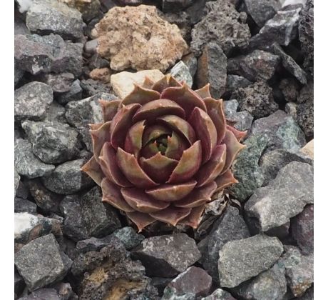 Sempervivum KIM