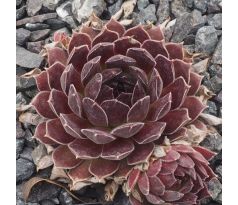 Sempervivum NATALIE II