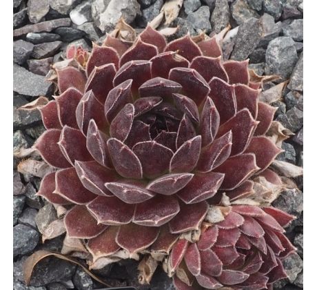 Sempervivum NATALIE II