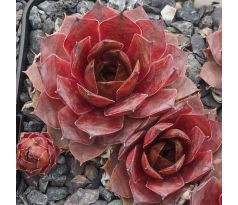 Sempervivum LIMBURG