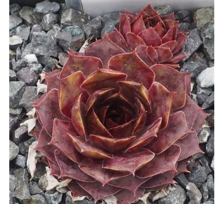 Sempervivum ABIGA