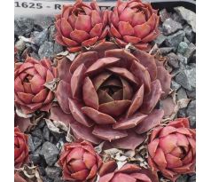 Sempervivum RIGOLETTO