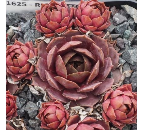 Sempervivum RIGOLETTO