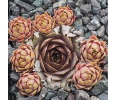 sempervivum PINK SYMBOL