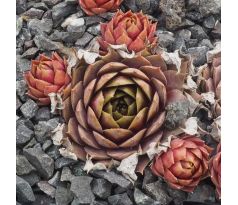 Sempervivum ANNIE OKLEY