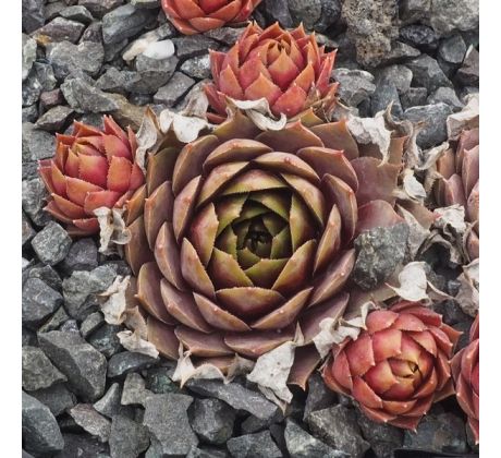 Sempervivum ANNIE OKLEY