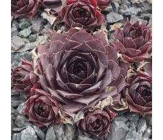 Sempervivum BLACK DIANA