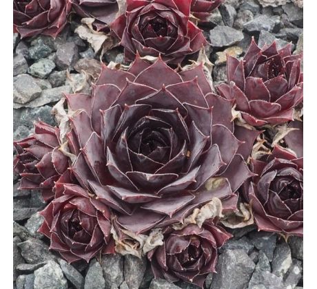 Sempervivum BLACK DIANA