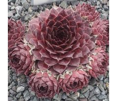 Sempervivum MEDAILLON