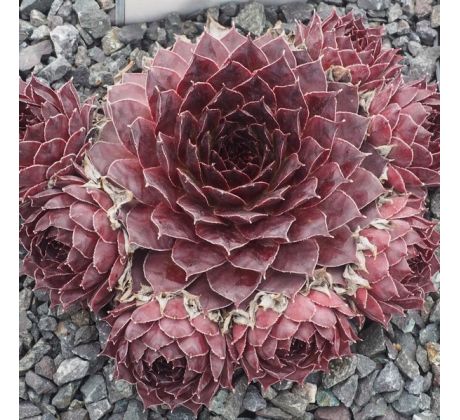 Sempervivum MEDAILLON