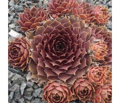 Sempervivum MAGNIFICUM