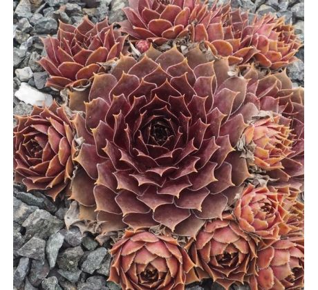 Sempervivum MAGNIFICUM