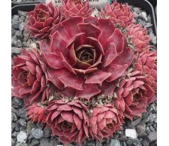 Sempervivum RED SKIN