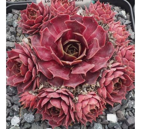 Sempervivum RED SKIN