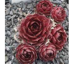 Sempervivum T`BOZ