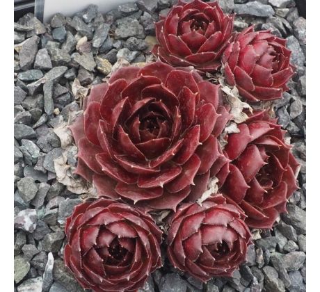 Sempervivum T`BOZ