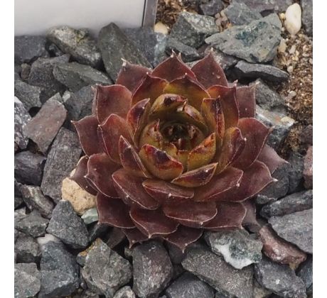 Sempervivum NORALIS