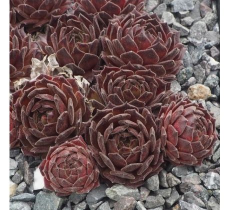 Sempervivum ISAAC DYSON