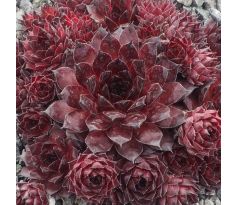 Sempervivum RED TESS