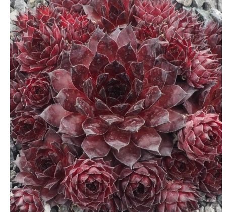 Sempervivum RED TESS