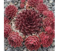 Sempervivum CARINA