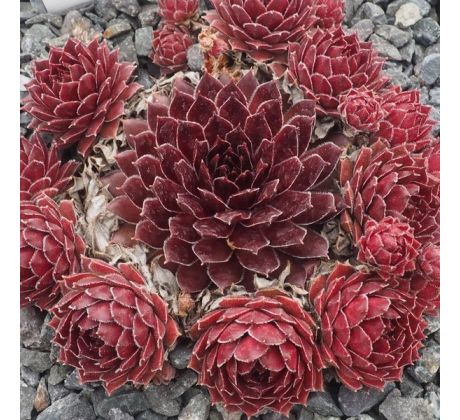 Sempervivum CARINA