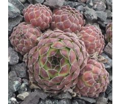 Sempervivum ZELEBORII