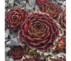 Sempervivum MOHAIR