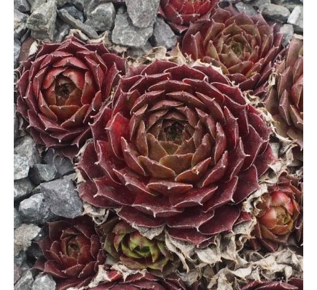 Sempervivum MOHAIR