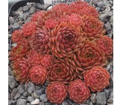 Sempervivum PACIFIC GREEN ROSE