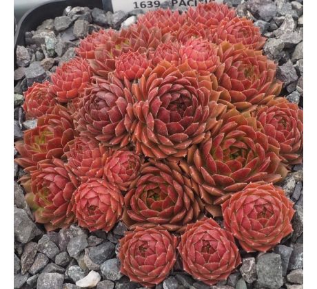 Sempervivum PACIFIC GREEN ROSE