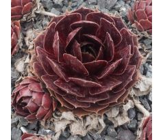 Sempervivum PACIFIC DRAMA