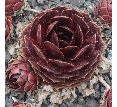 Sempervivum PACIFIC DRAMA