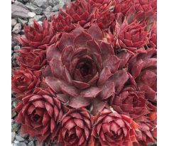 Sempervivum PURDY`S 60-1